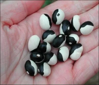 Je tiens des haricots :