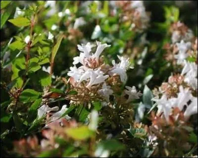  quelle famille appartiennent les arbustes :  ablia, laurier-tin, sureau, viorne obier ?