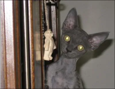 La spcificit de leurs gnes, drive de mutations naturelles. Ils ne muent pas, et conviennent aux gens qui souffrent d'allergies. Plutt bavard, le :