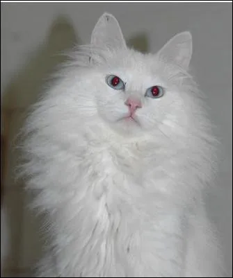 Le nom des chats  angora , vient de leurs origines turques, et drive de  Ankara .