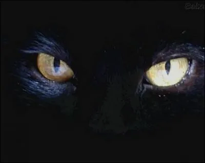 Viens, mon beau chat, sur mon coeur amoureux Retiens les griffes de ta patte, et laisse-moi plonger dans tes beaux yeux, mls de mtal et d'agate. De qui sont ces vers ?