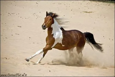 Quel est le mcanisme du galop  droite ?