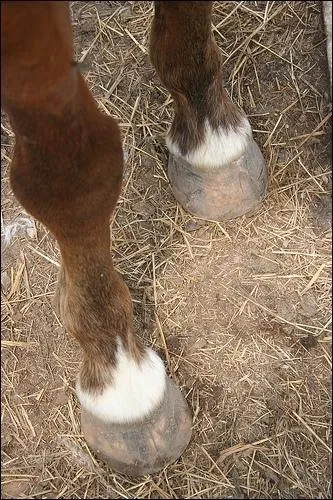 Quelle est cette balzane ?