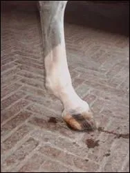 Quelle est cette balzane ?