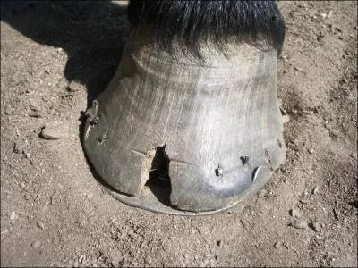 Quelle est cette blessure ?