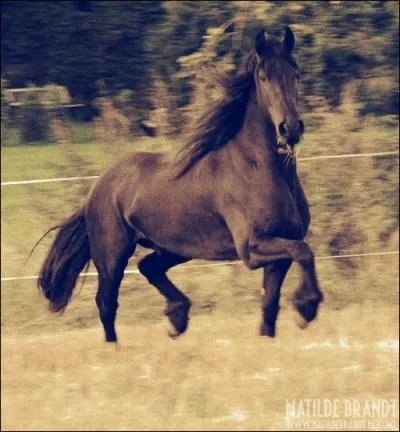 Quelle est la vitesse moyenne du trot ?