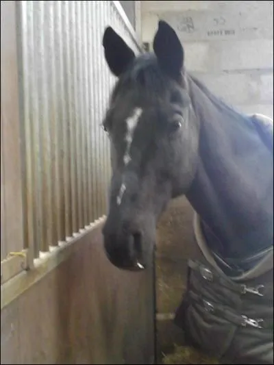 Quelle est la robe de ce cheval ?