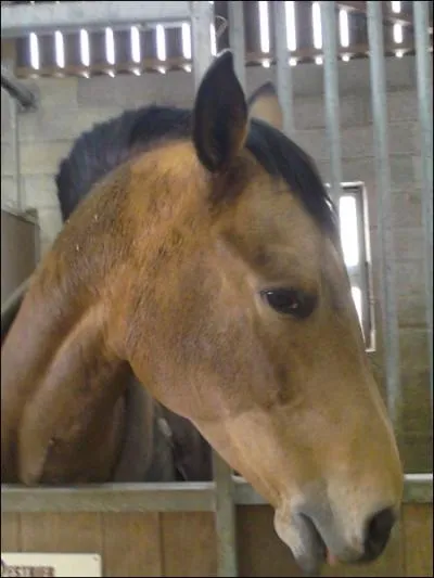 Quelle est la robe de cette jument ?