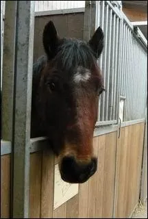 Quelle est l'entte de ce poney ?