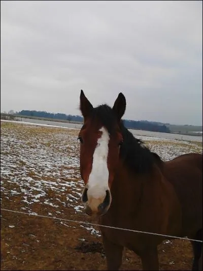 Quelle est la marque blanche sur la tte de ce cheval ?