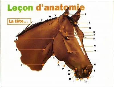 O est l'apophyse zygomatique ?