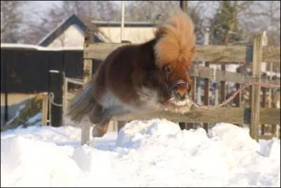 Laquelle de ces parties ne fait pas partie du sabot ?