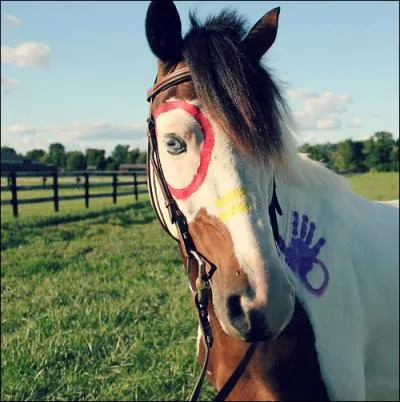 Quel partie de l'anatomie ne fait pas partie des antrieurs ?