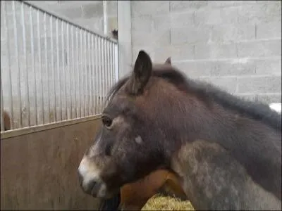 Quelle est la robe de ce poney ?