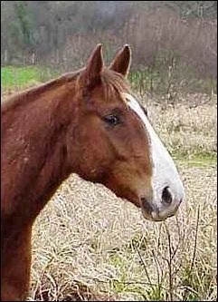 Comment s'appelle la liste qui au niveau du museau est plus large ?
