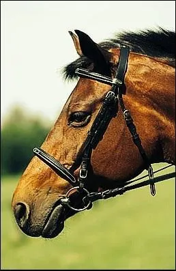 Quelle partie du filet se trouve dans la bouche du cheval ?