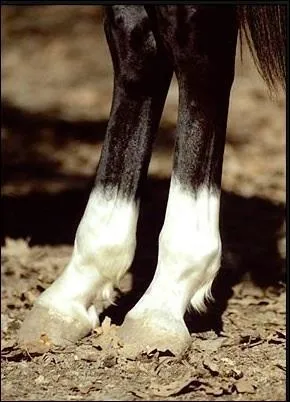 Comment s'appelle les tches blanches au niveau des membres de certains chevaux ?
