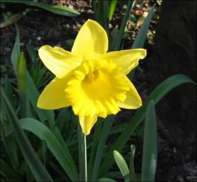 Comment se traduit la  jonquille  en anglais ?