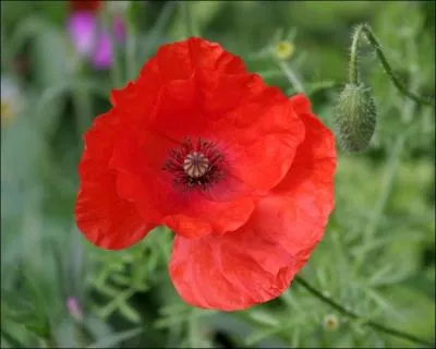 Comment se traduit le  coquelicot  en anglais ?