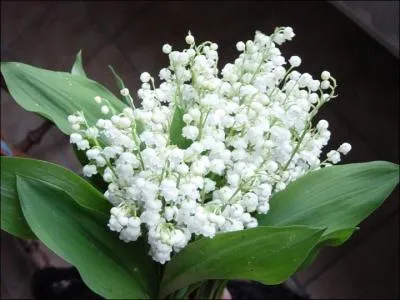 Comment se traduit le  muguet  en anglais ?