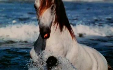 Quiz Galop 1