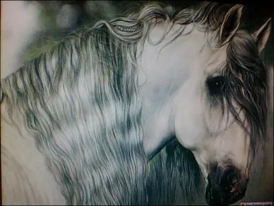 Le licol est le harnachement qui permet de diriger sa monture quand on est  cheval.