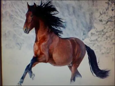 Pour attacher votre cheval, vous faites un nud serr pour qu'il ne puisse pas s'chapper.