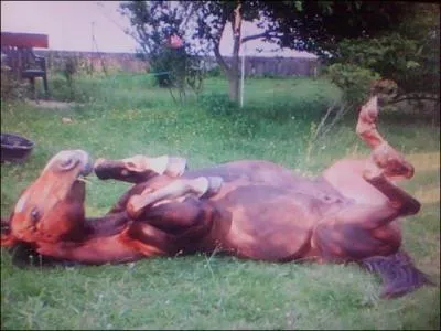 Pour desseller, vous devez remonter les deux triers et dfaire la sangle du ct gauche.
