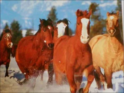 Le cheval a t'il une encolure ?