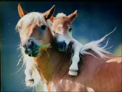 Dans un tablissement questre affili  la F. F. E, on ne peut pratiquer que le dressage et le saut d'obstacles.
