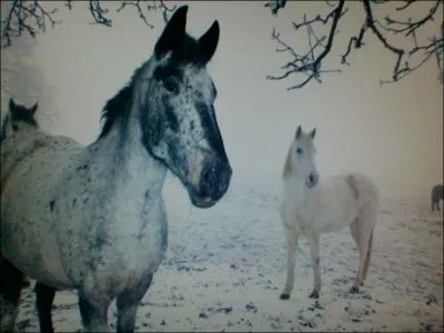 Les robes peuvent prsenter :