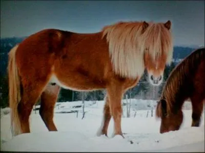 Une robe compose d'une robe blanche et d'une autre couleur , est dite :