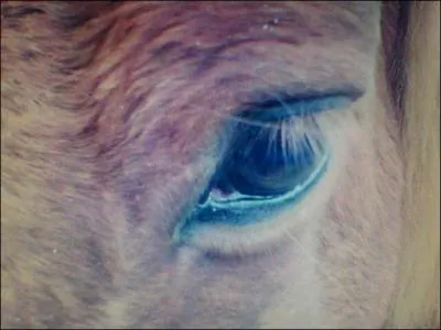 Pour aborder votre monture, vous devez :