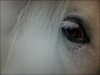 Pour monter ou sauter  cheval, il faut toujours ajuster ses deux rnes.