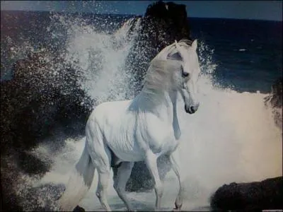 Lorsque vous amenez votre cheval en main sur le terrain, vous devez serrer le cheval qui vous prcde.