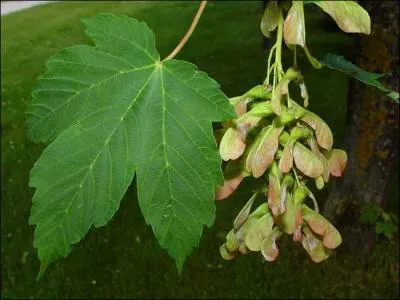 Quel est son nom botanique ?