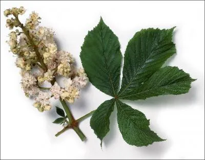 Quel est son nom botanique ?