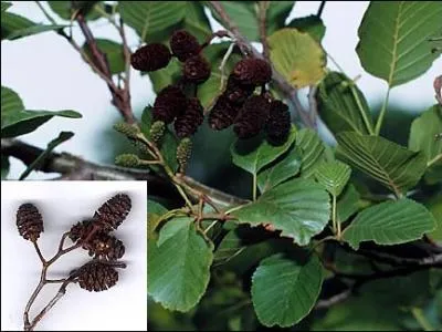 Quel est son nom botanique ?