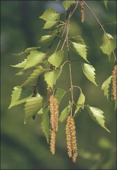 Quel est son nom botanique ?
