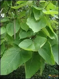 Quel est son nom botanique ?