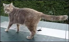 Ce chat est Bois de Frne, un guerrier. Son frre et sa soeur sont morts, quels taient leurs noms ?