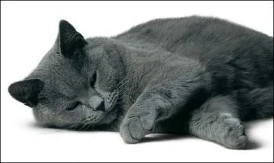 toile Bleue est la mre de Patte de Brume et de :