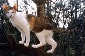 Ae, ae, ae ! Nuage de Suie et Nuage de Pluie sont ses frres, mais j'ai besoin de votre aide pour retrouver son nom. Qui est-ce ?