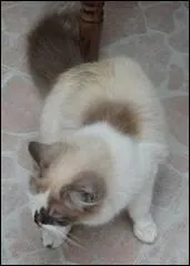 Ce valeureux matou a combattu la meute de chiens aux cts de sa soeur ... qui est :