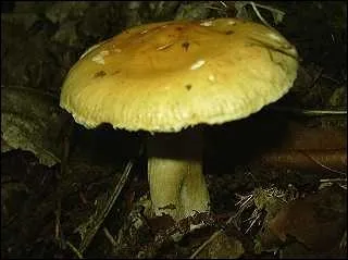 Comment s'appelle ce champignon (il aime bien les chevaux) ?