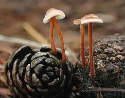 On va encore faire une promenade ? D'accord, mais c'est moi qui porte (c'est plutt pour les dents) :