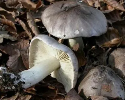 Oui, mais c'est moi qui vais cueillir les (il ne faut pas avoir la grosse tte) :