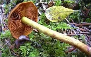 Il est dlicieux ce (le champignon a l'air trs pic) :