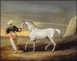 La race du cheval arabe est l'une des plus...