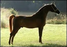 Qu'est-ce que les chevaux arabes ont(ou n'ont pas) et que les autres onr (ou n'ont pas) ?